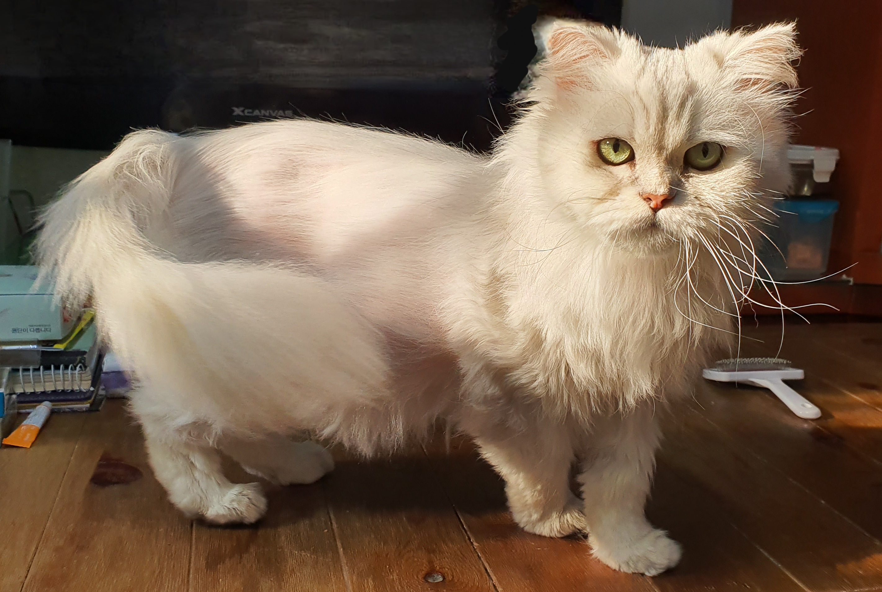 파일:Persian cat2.jpg