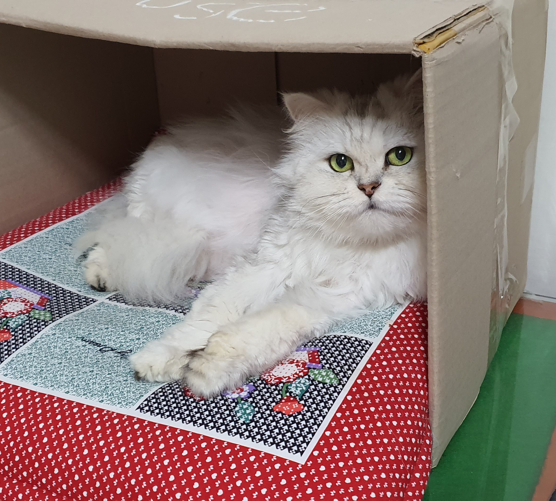 파일:Persian Cat.jpg