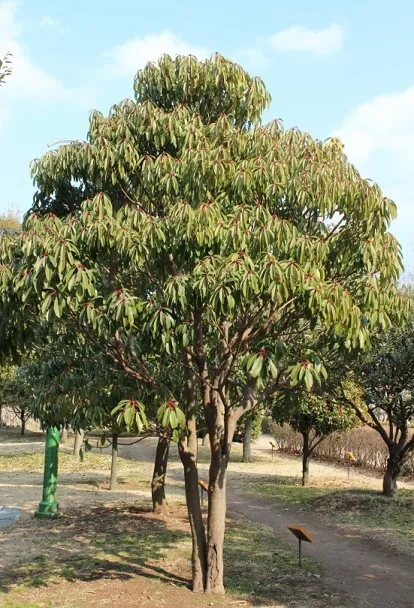 파일:굴거리나무1.webp